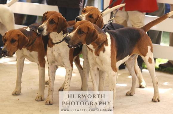 Harrogate Hound Show 052