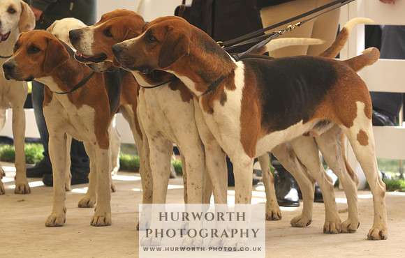 Harrogate Hound Show 053