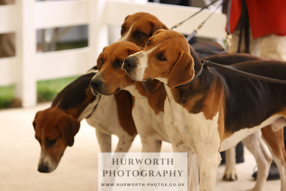 Harrogate Hound Show 054