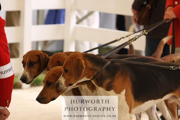 Harrogate Hound Show 055