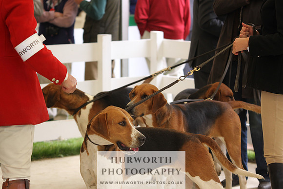 Harrogate Hound Show 056