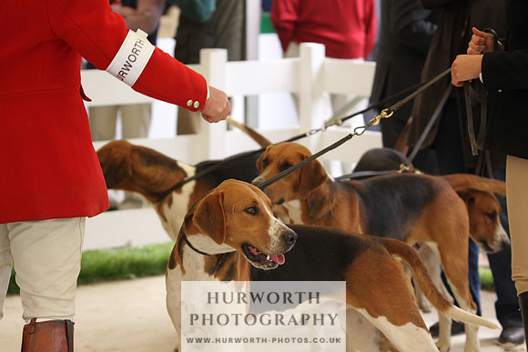 Harrogate Hound Show 057