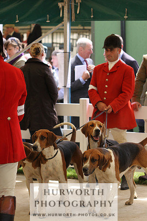 Harrogate Hound Show 061