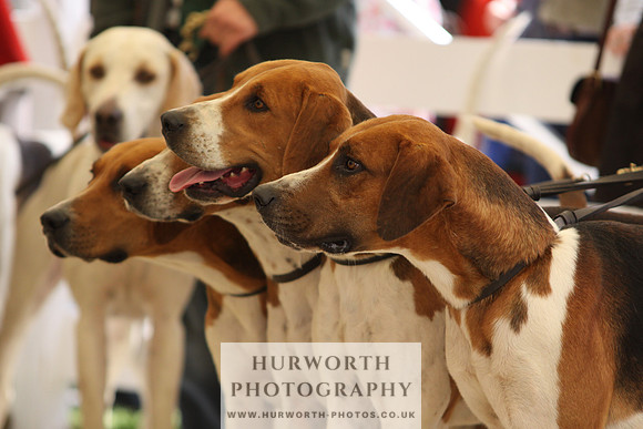 Harrogate Hound Show 062