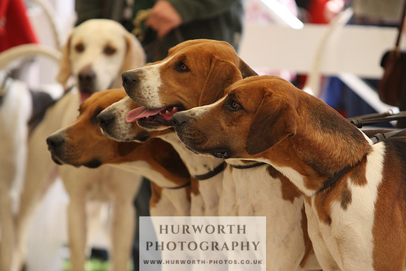 Harrogate Hound Show 063