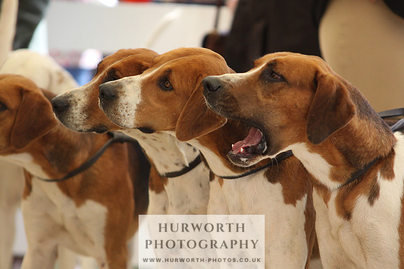 Harrogate Hound Show 064