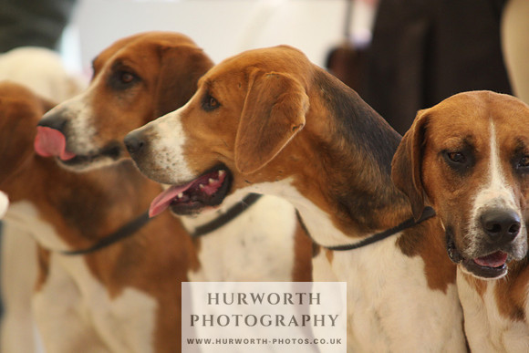 Harrogate Hound Show 065