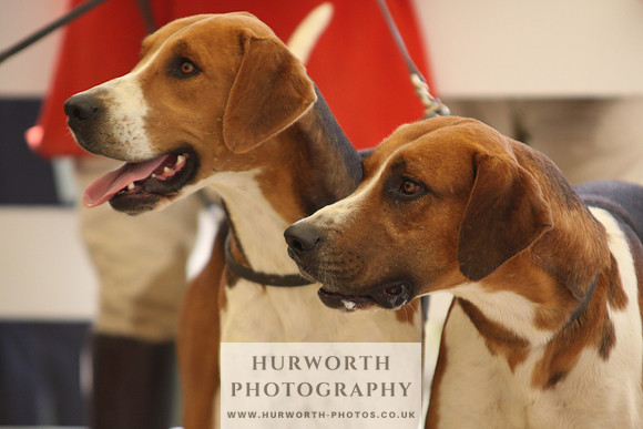 Harrogate Hound Show 066