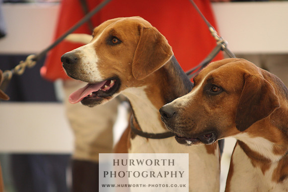 Harrogate Hound Show 067
