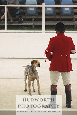 Harrogate Hound Show 071