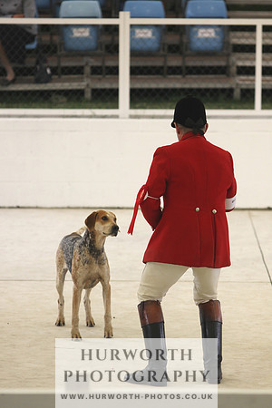 Harrogate Hound Show 072