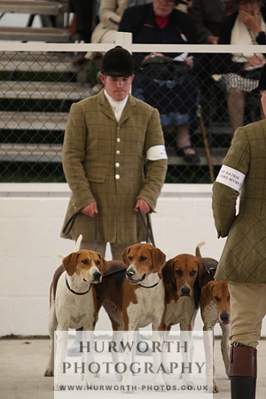 Harrogate Hound Show 078