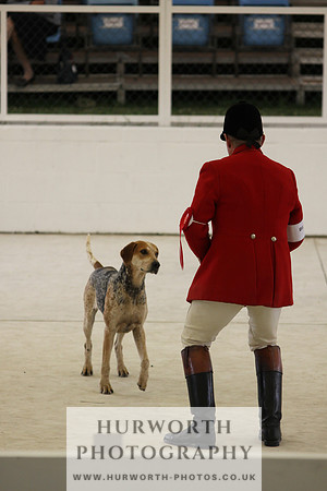 Harrogate Hound Show 085