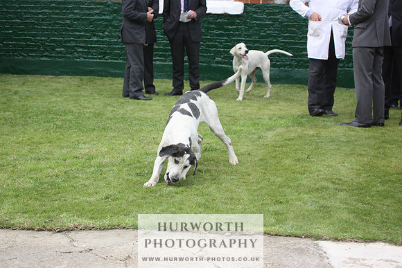 Bedale Puppy Show 001