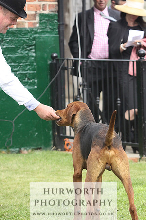 Bedale Puppy Show 009