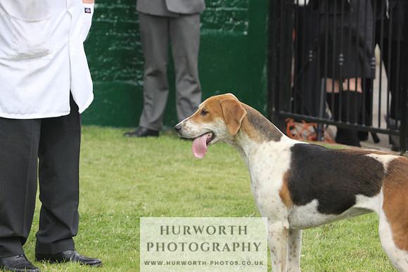 Bedale Puppy Show 023