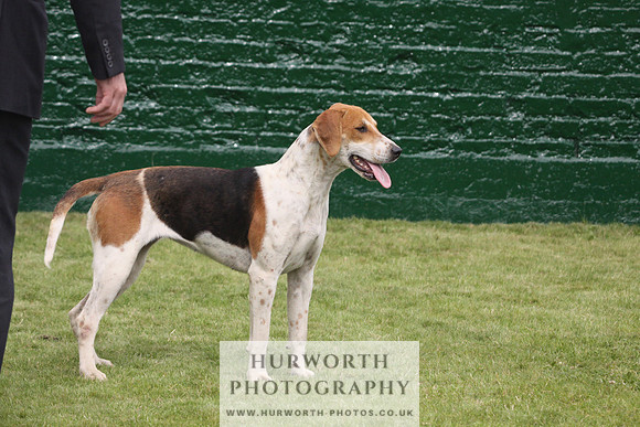 Bedale Puppy Show 024