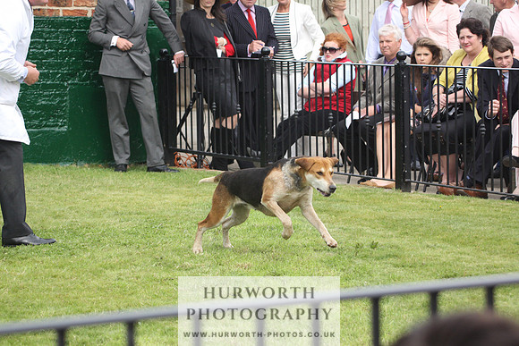 Bedale Puppy Show 027