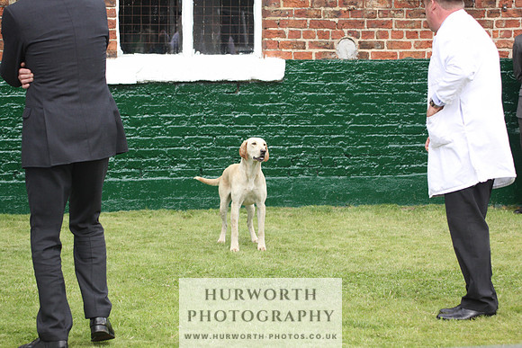 Bedale Puppy Show 028