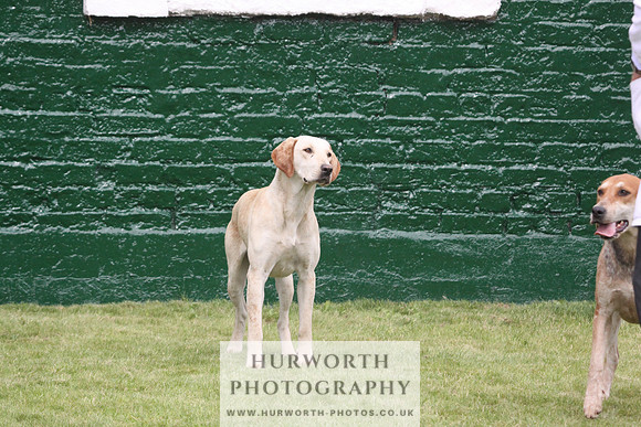 Bedale Puppy Show 029