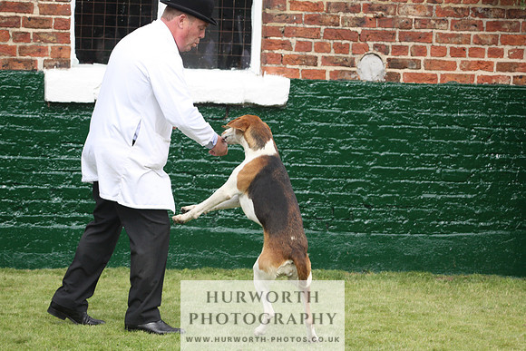 Bedale Puppy Show 034