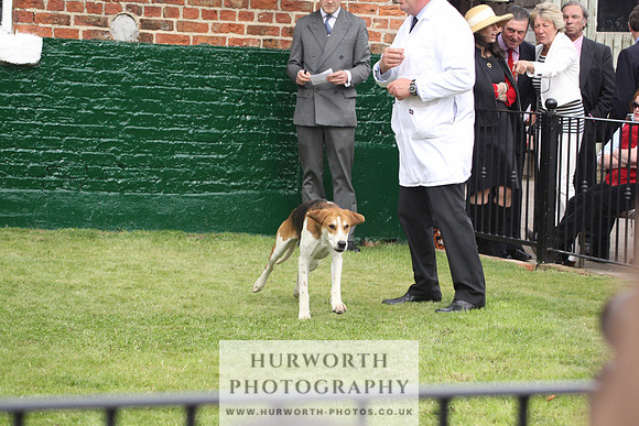 Bedale Puppy Show 035