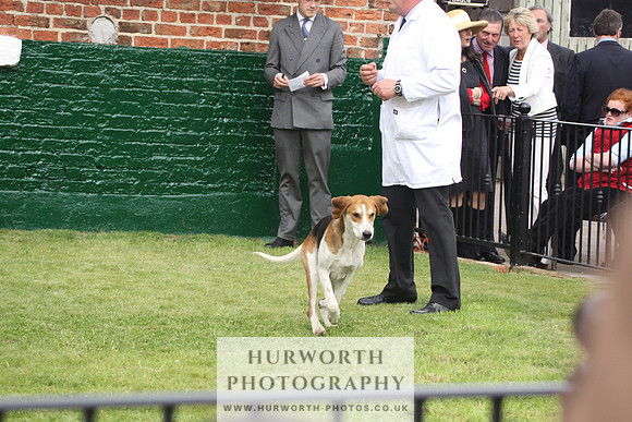 Bedale Puppy Show 036