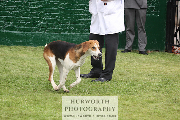 Bedale Puppy Show 037
