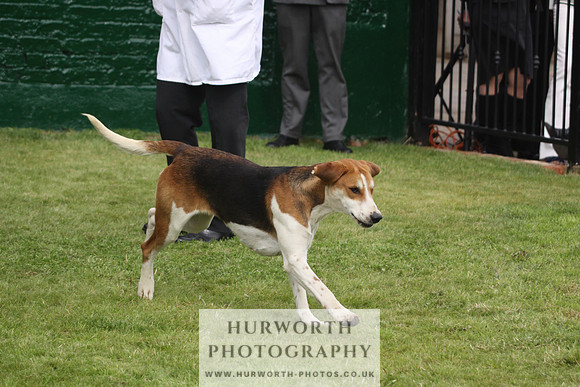 Bedale Puppy Show 038