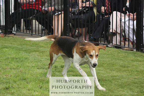 Bedale Puppy Show 039