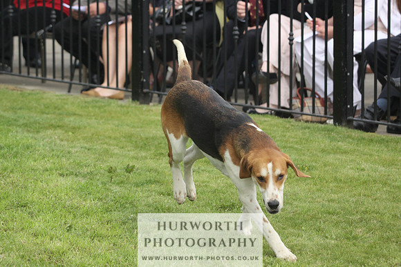 Bedale Puppy Show 040