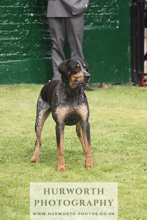 Bedale Puppy Show 041