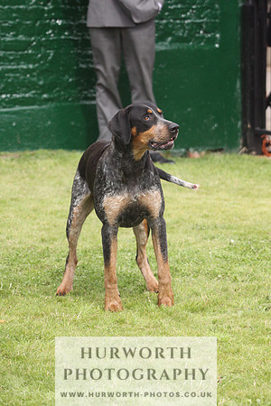 Bedale Puppy Show 042