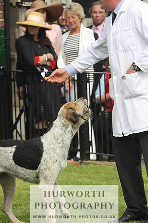 Bedale Puppy Show 043