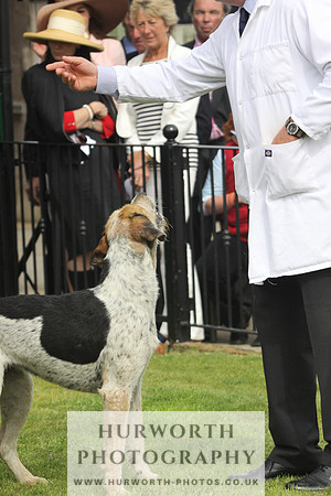Bedale Puppy Show 044