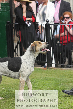 Bedale Puppy Show 045