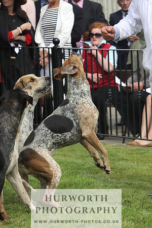 Bedale Puppy Show 046