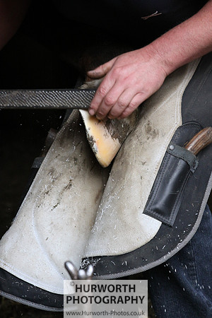 Farrier 012