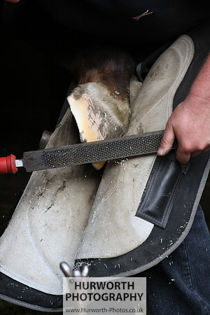 Farrier 013