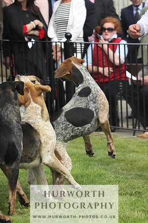 Bedale Puppy Show 047