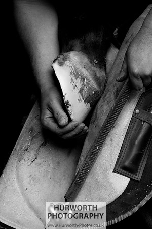 Farrier 015