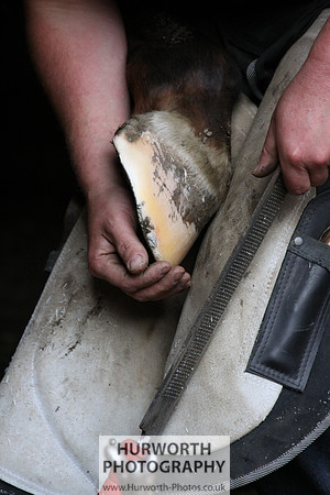 Farrier 016