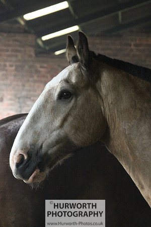 Farrier 033