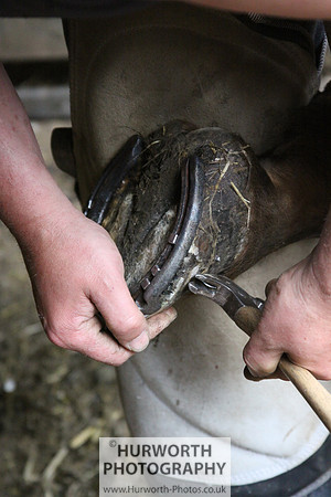 Farrier 043