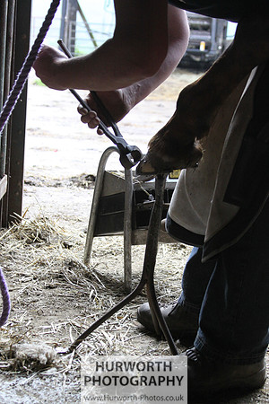 Farrier 049