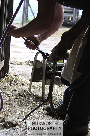 Farrier 048