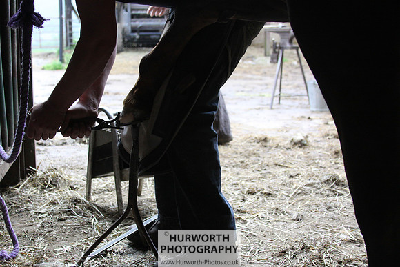 Farrier 052