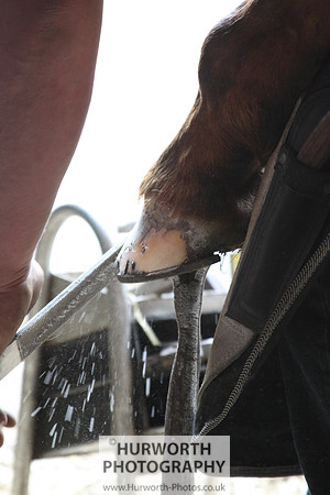 Farrier 053