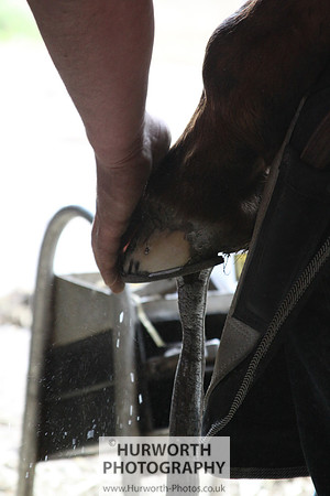 Farrier 054
