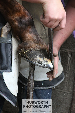 Farrier 056